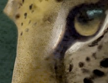 Animal Sketches for Publishing